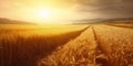 Wide angle landscape of a golden wheat field in the warm glow of sunset. Generative AI illustration Royalty Free Stock Photo