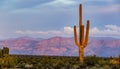 Wide Angle Landscape Sunset Image Of Lone Cactus With Mountains Royalty Free Stock Photo