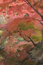 Wide angle landscape of Japanese Autumn Maple tree Royalty Free Stock Photo