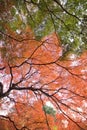 Wide angle landscape of Japanese Autumn Maple tree Royalty Free Stock Photo