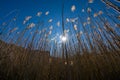 A wide angle landscape photograph of the sun setting burst behind back lit reeds and grass Royalty Free Stock Photo