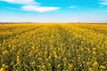 Wide angle landscape shot of blooming canola rapeseed field on sunny spring day Royalty Free Stock Photo