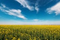 Wide angle landscape shot of blooming canola rapeseed field on sunny spring day Royalty Free Stock Photo