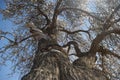 Large almond tree seen from below