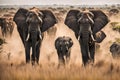 The wide angle lens captures the beauty of the wilderness elephant herds roam the vast savanna