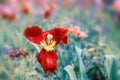 Wide angle macro view of Red Tulip flower in the field Royalty Free Stock Photo