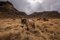 A wide angle mountain landscape of horses grazing in nature