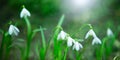 Wide Angle Nature Spring Landscape with snowdrops flowers Royalty Free Stock Photo