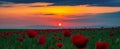 Wide angle panorama of field with blooming red poppies at sunset time Royalty Free Stock Photo
