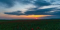 Wide angle panorama of field with blooming red poppies at sunset time Royalty Free Stock Photo