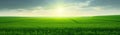 Wide angle panorama of sunlit green wheat field inder blue sky with clouds, minimal landscape. Generative AI illustration Royalty Free Stock Photo