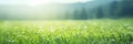 Wide Angle Panorama of a Verdant Green Meadow, A Captivating Display of Seasonal Beauty