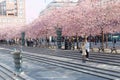 Wide angle of park with beautiful blooming cherry trees and people Royalty Free Stock Photo