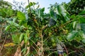 Wide-angle photo of coffee tree with beans Royalty Free Stock Photo