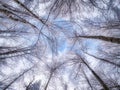 Wide angle point of view with the sky avove the trees covered wi