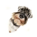 Wide angle portrait of an adorable miniature schnauzer