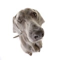 Wide angle portrait of an adorable Weimaraner Royalty Free Stock Photo