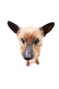 Wide angle portrait of a blind Yorkshire terrier