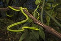 A wide angle portrait of a common wine snake in typical habitat