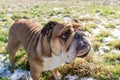 Wide angle portrait of Funny Red English British Bulldog is out for walk running on the snow grass on a spring day Royalty Free Stock Photo