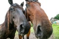 Two horses in stable Royalty Free Stock Photo