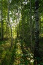 Wide angle portrait view into a russian birch forest