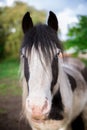 A wide angle portrait of a white and black horse in the Suffolk Royalty Free Stock Photo