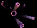 Purple stove-pipe sponge, Aplysina archeri. Bonaire, Caribbean Netherlands. Diving holiday
