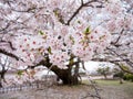 Wide angle of Sakura flowers on tree branch in traditional garden, Himeji, Japan Royalty Free Stock Photo