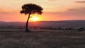 Wide angle shot of an acacia tree at sunset in masai mara Royalty Free Stock Photo