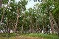 Wide-angle shot of biodiverse high green trees stretching to the blue clear sky Royalty Free Stock Photo