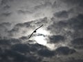 Wide angle shot of a bird flying under the sun and a clouded sky Royalty Free Stock Photo