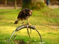 Wide angle shot of a black falcon standing on a piece of metal