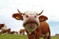 Wide angle shot of cow with many flies on nose Royalty Free Stock Photo