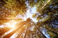 Wide angle shot deep in the forrest of some trees Royalty Free Stock Photo