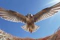 wide-angle shot of falcon in flight, focused on a target below