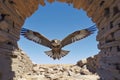 wide-angle shot of falcon in flight, focused on a target below