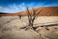 A wide angle shot of a dead tree in the dead vlei in Namibia