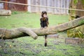 Wide angle shot of a monkey sitting on a piece of wood Royalty Free Stock Photo