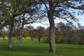 Bunch of oak trees autumn landscape