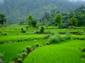 A wide angle shot of Organic rice fields in the Himalayan region of Uttarakhand India. Step farming in India Royalty Free Stock Photo