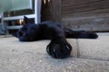 Wide angle shot of the paw with claws of a black cat Royalty Free Stock Photo