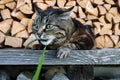 Wide angle shot of a playing cat in front of a stack of wood Royalty Free Stock Photo