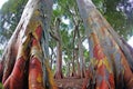 wide-angle shot of a rainbow eucalyptus trees colorful bark Royalty Free Stock Photo