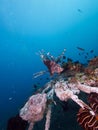 Wide angle shot of red lionfish Royalty Free Stock Photo