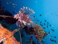Wide angle shot of red lionfish Royalty Free Stock Photo