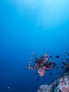 Wide angle shot of red lionfish Royalty Free Stock Photo