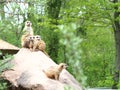 Wide angle shot of several meerkats next to each other behind trees