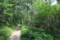 Wide angle shot of a shaded trail lined with ferns and weeds under tall trees in Bornholm Royalty Free Stock Photo