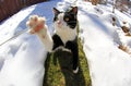 Wide angle shot of small cat catching blade of grass with paw